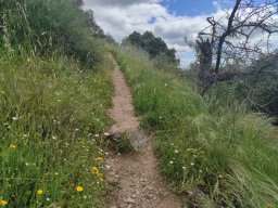 Flora del Cerro Masatrigo